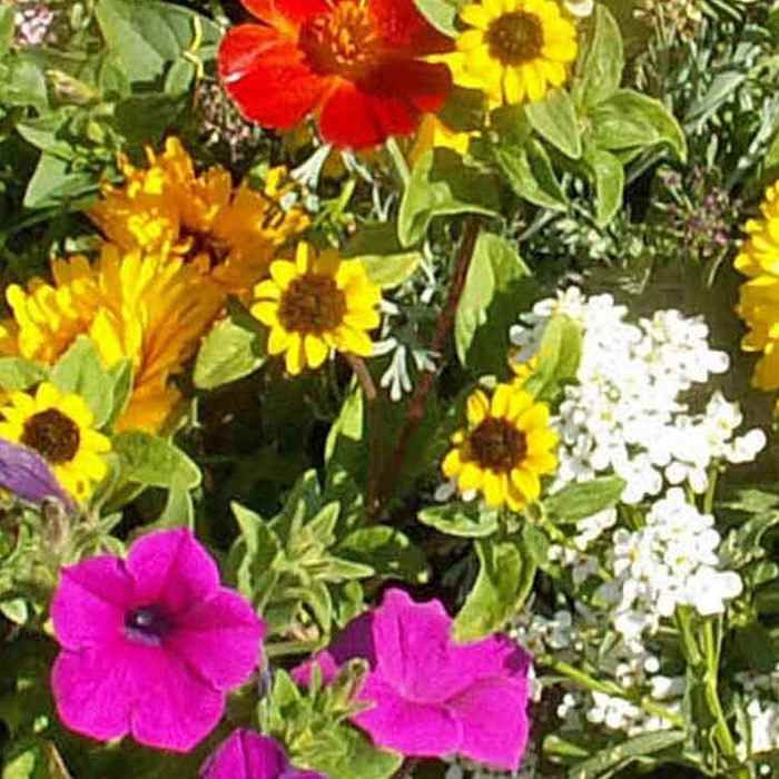 Annual Short Wild Flower Seed Mix