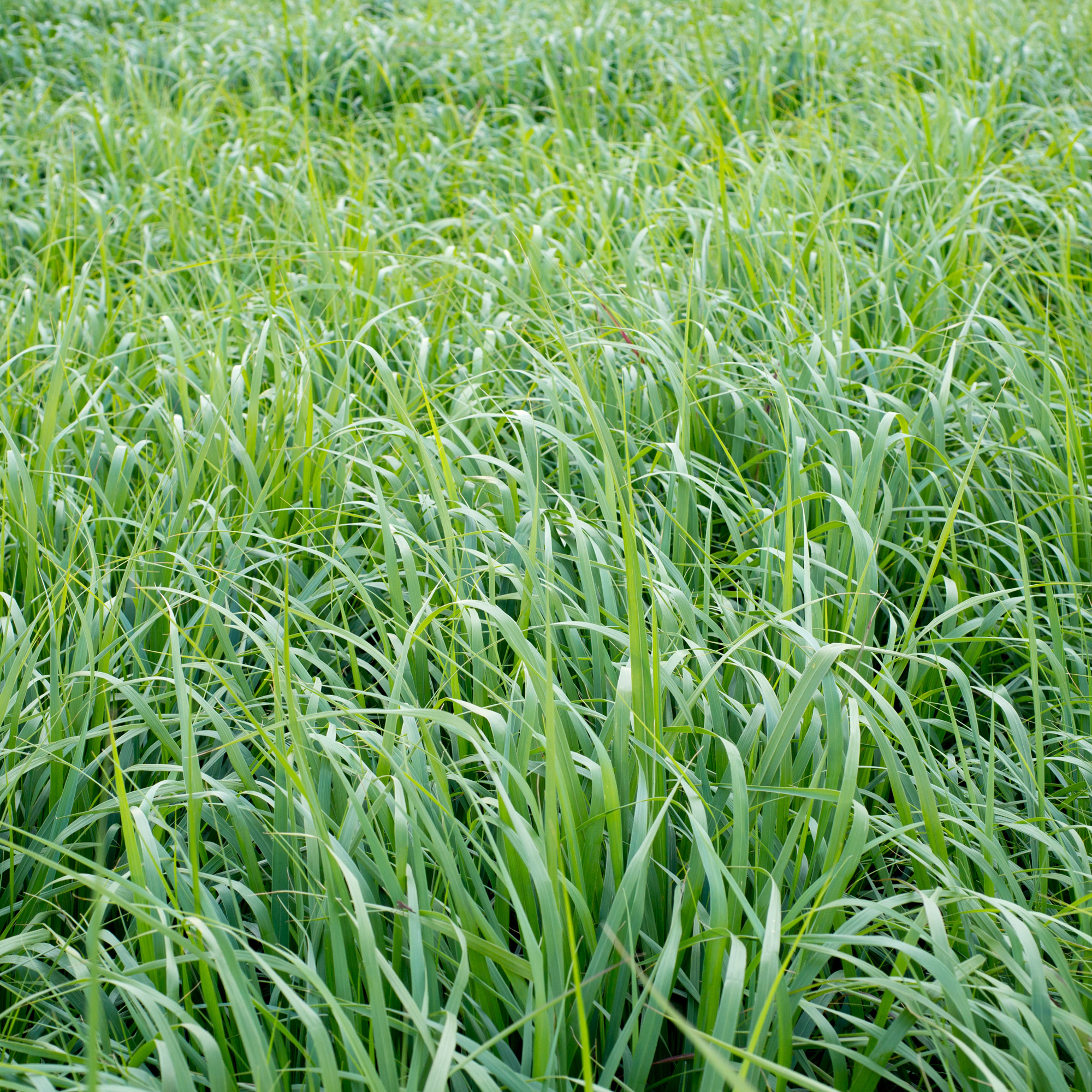 Switchgrass Field