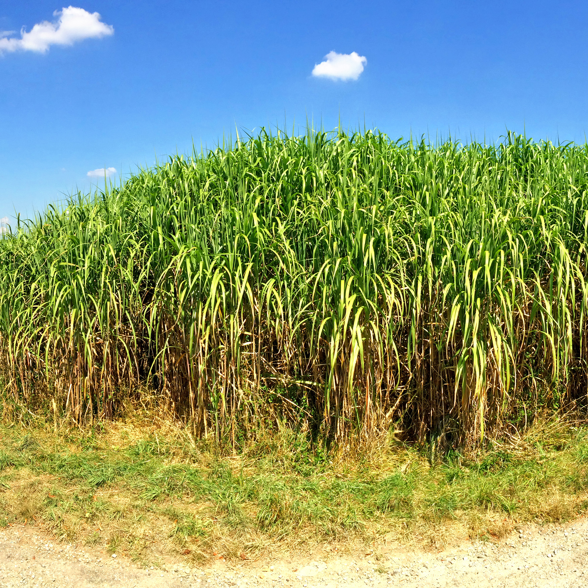 Switchgrass Forage