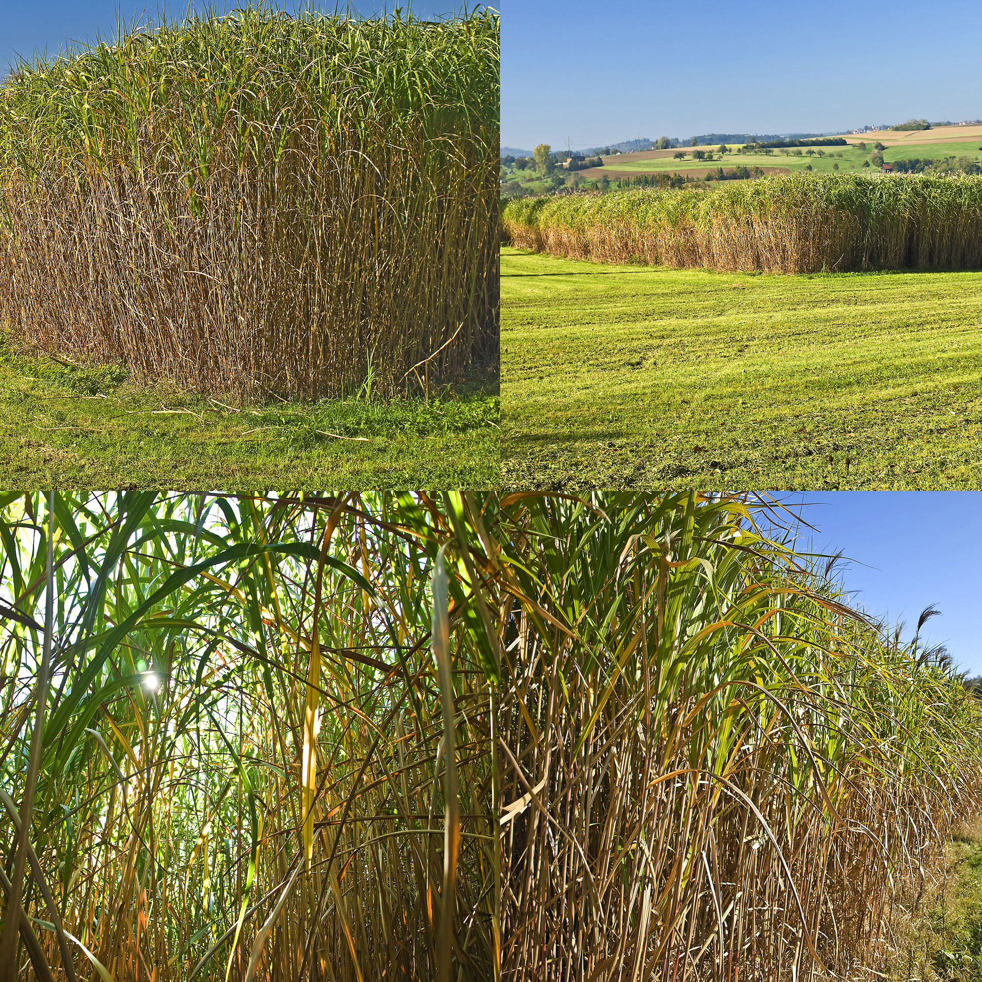 Native Switchgrass