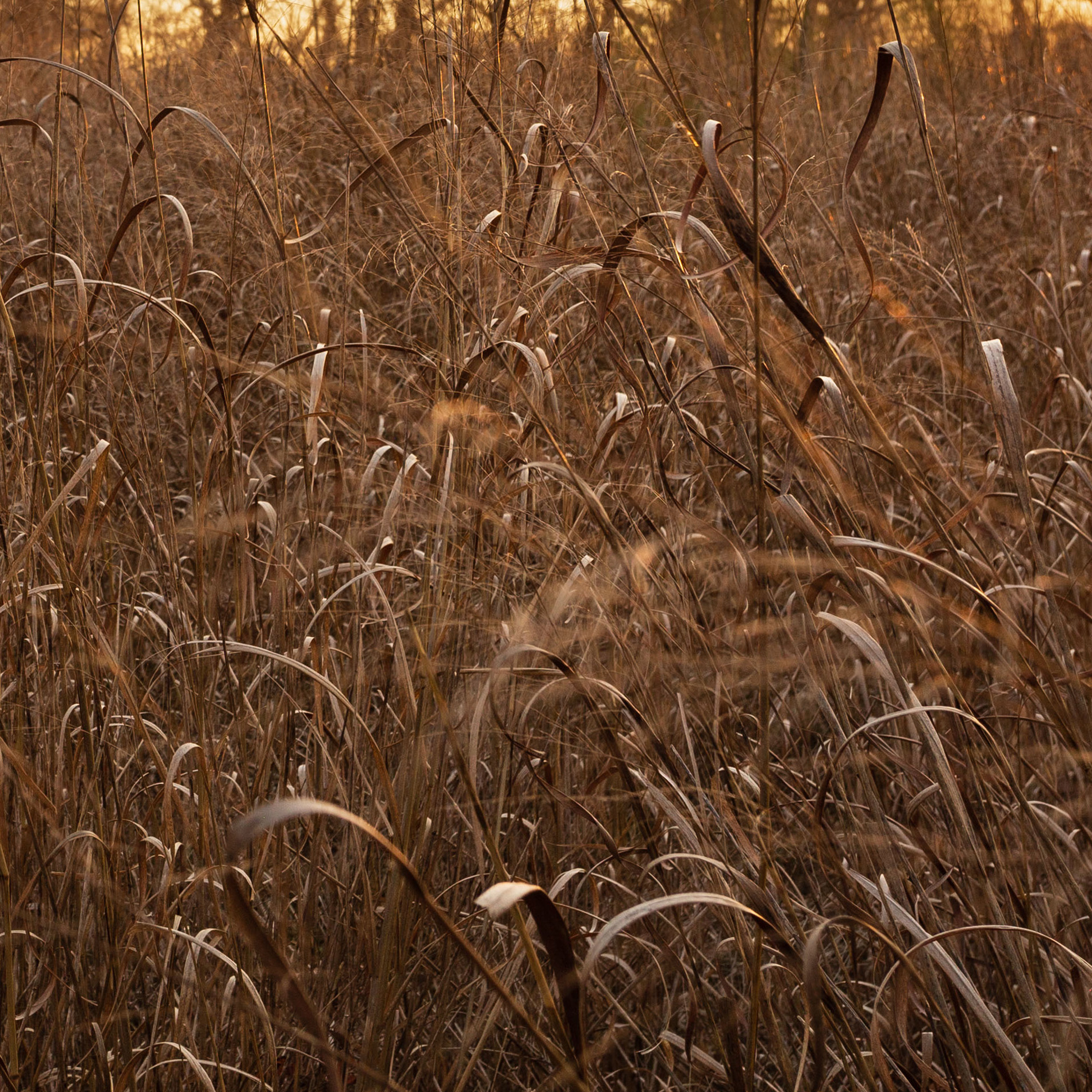 Perennial Switchgrass