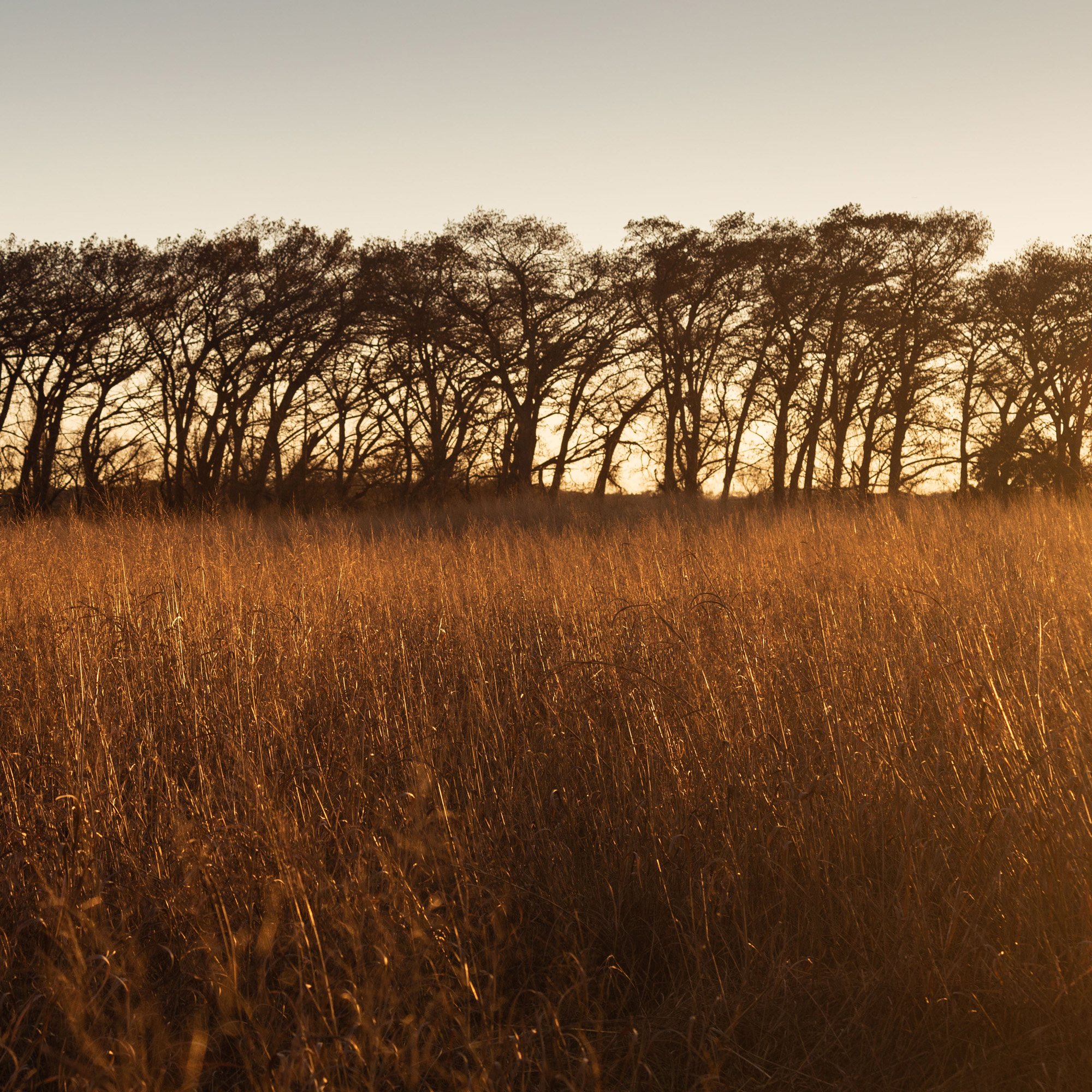 Switchgrass Plants