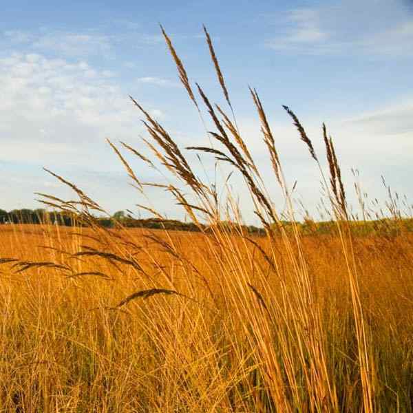 Tall Native Grasses