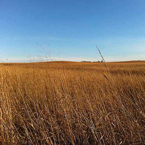 Tall Native Grass Mix