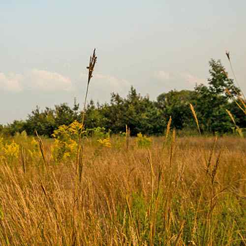 Tall Native Mixture