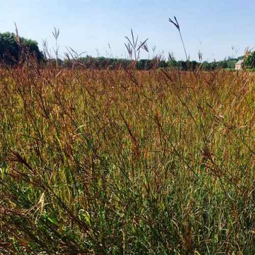 Tall Prairie Grasses