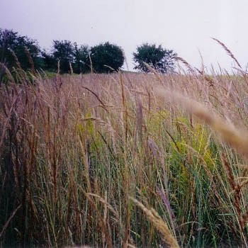 Tall Prairie Grass Mixture