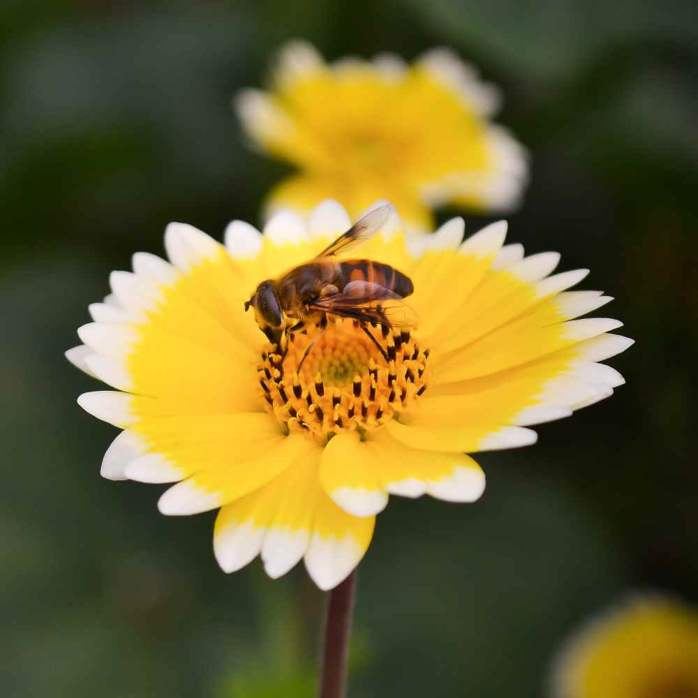 Tidy Tips Garden Flowers