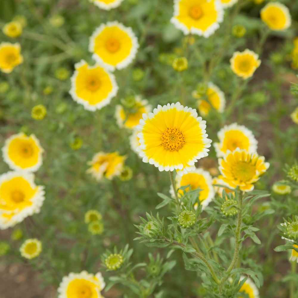 Tidy Tips Flowers