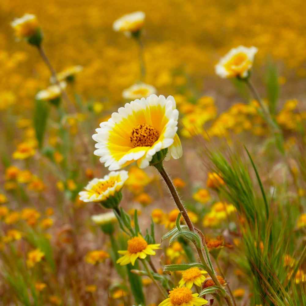 Layia Platyglossa Flowers