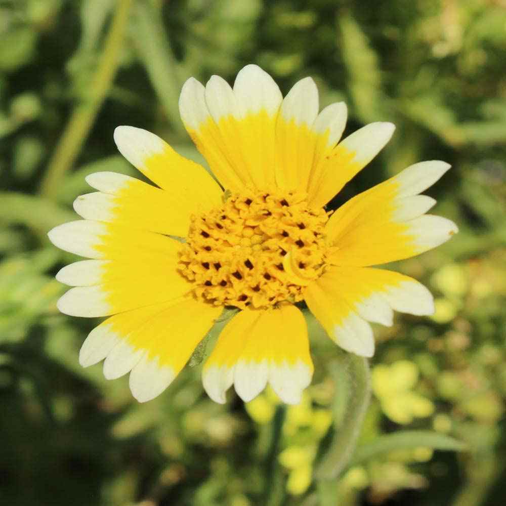 Tidy Tips Wild Flowers