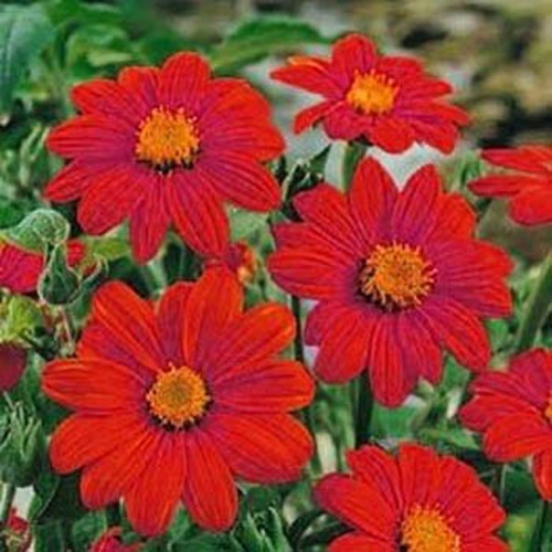 Mexican Sunflower Flower Seed