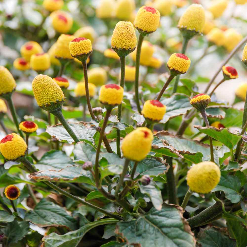 Toothache Plant Spilanthes