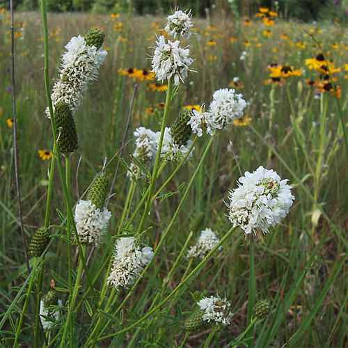 White Prairie Clover Seed