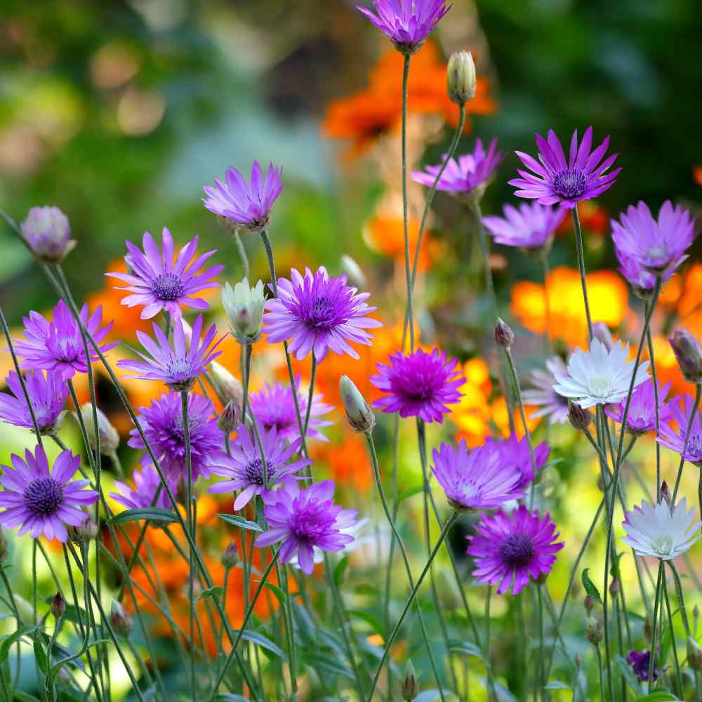 Xeranthemum Flower Seed Mix