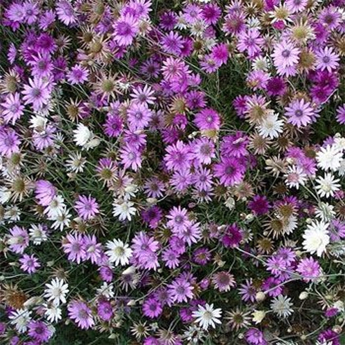 Xeranthemum Annuum Mix